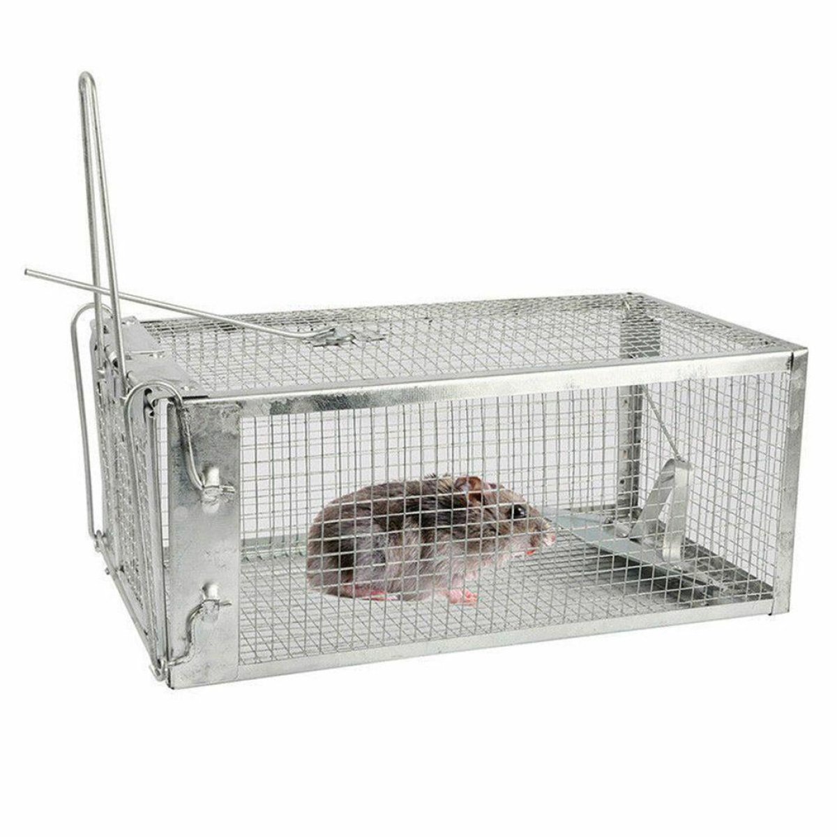 Live Animal Cage