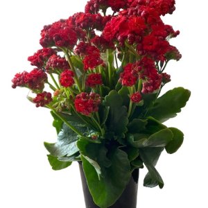 Indoor Red Flower Plant