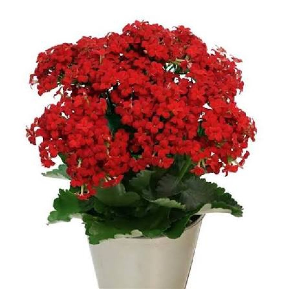 Indoor Red Flower Plant