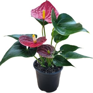 Indoor Red Flower Plant