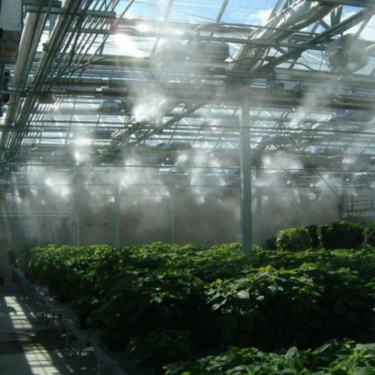 Greenhouse Fogging System