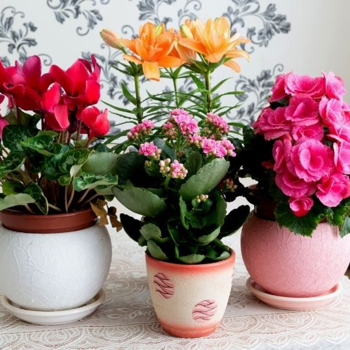 Ornamental Plants
