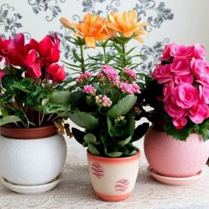 Ornamental Plants