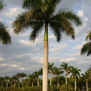 Royal Palm Tree