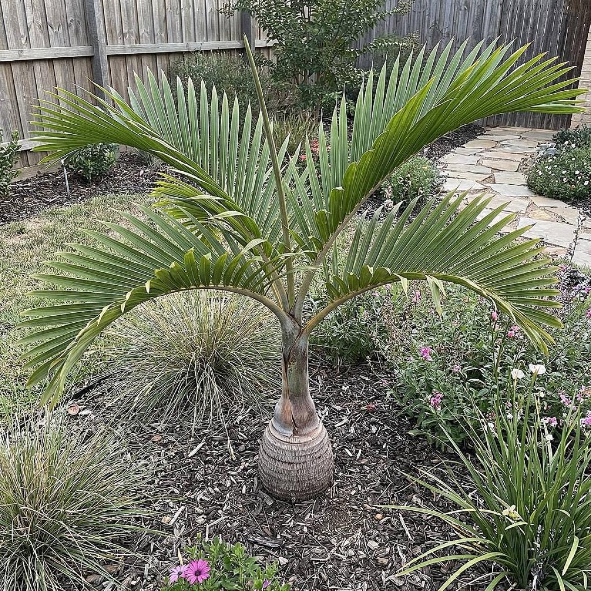 Bottle Palm Tree