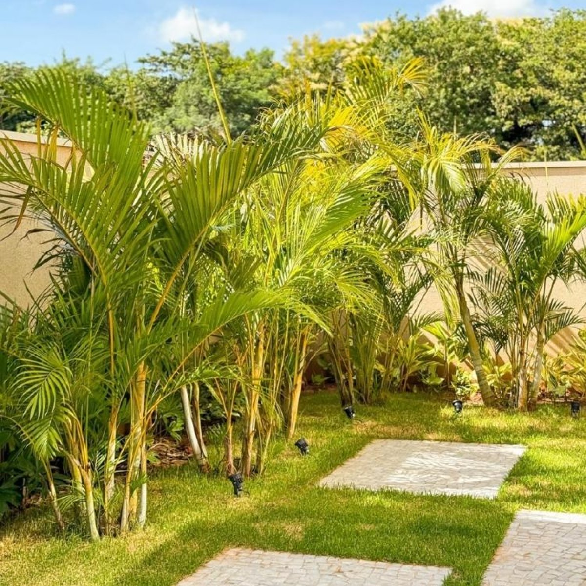 Areca Palm