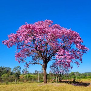 🌺 Tabebuia Tree
