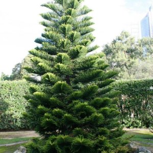 🌲 Araucaria Tree