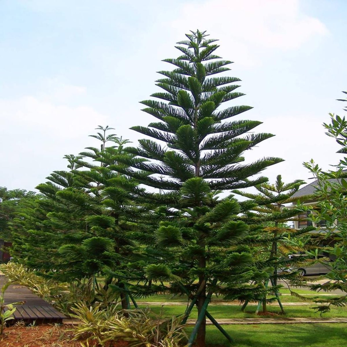 🌲 Araucaria Tree