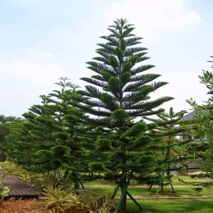 🌲 Araucaria Tree