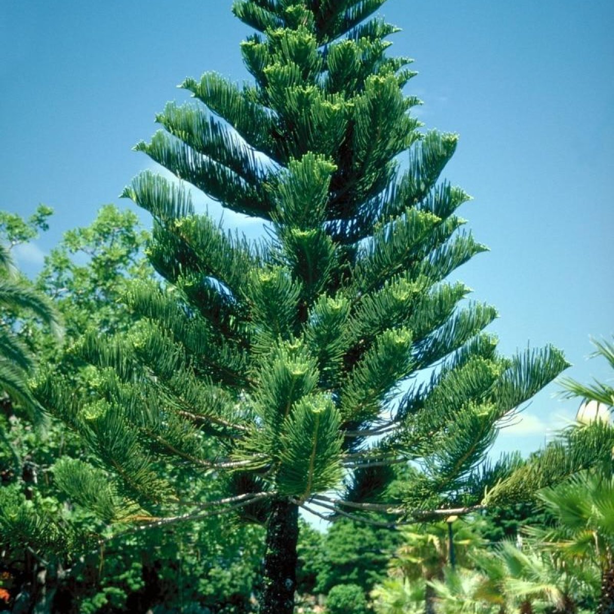 🌲 Araucaria Tree
