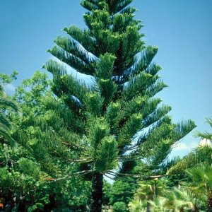 🌲 Araucaria Tree