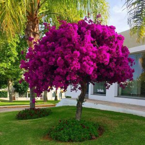 🌺 Bougainvillea Tree