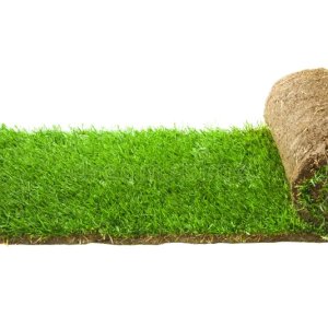 Lawn Grass