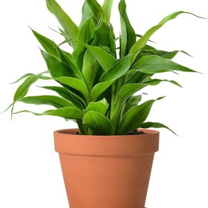 Clay Pots with Tray