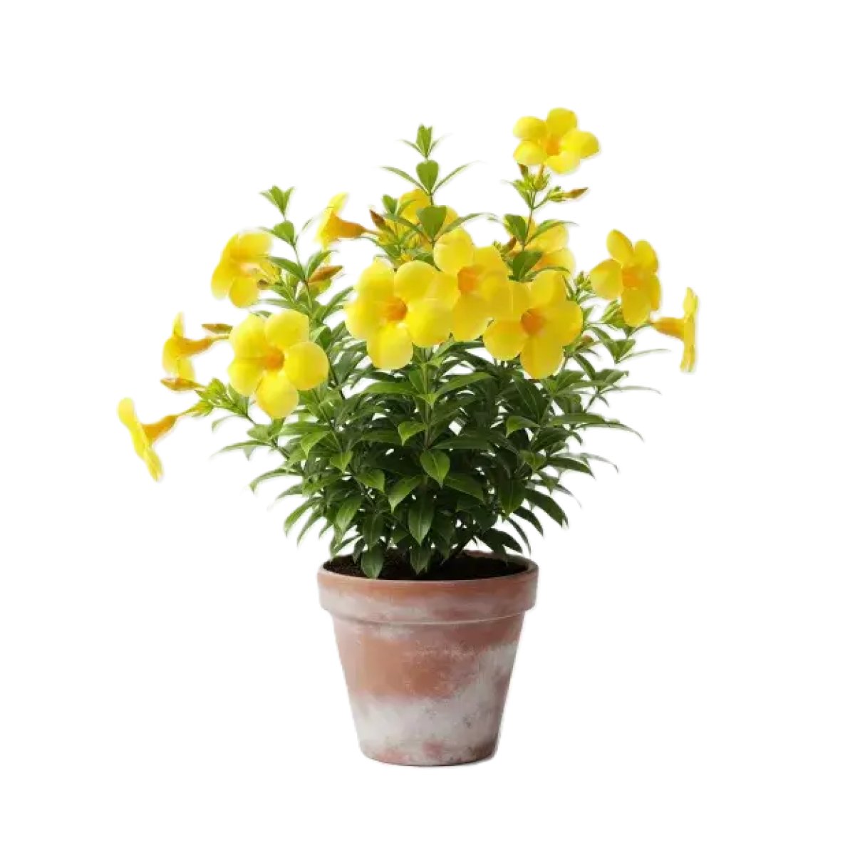 Flower plants