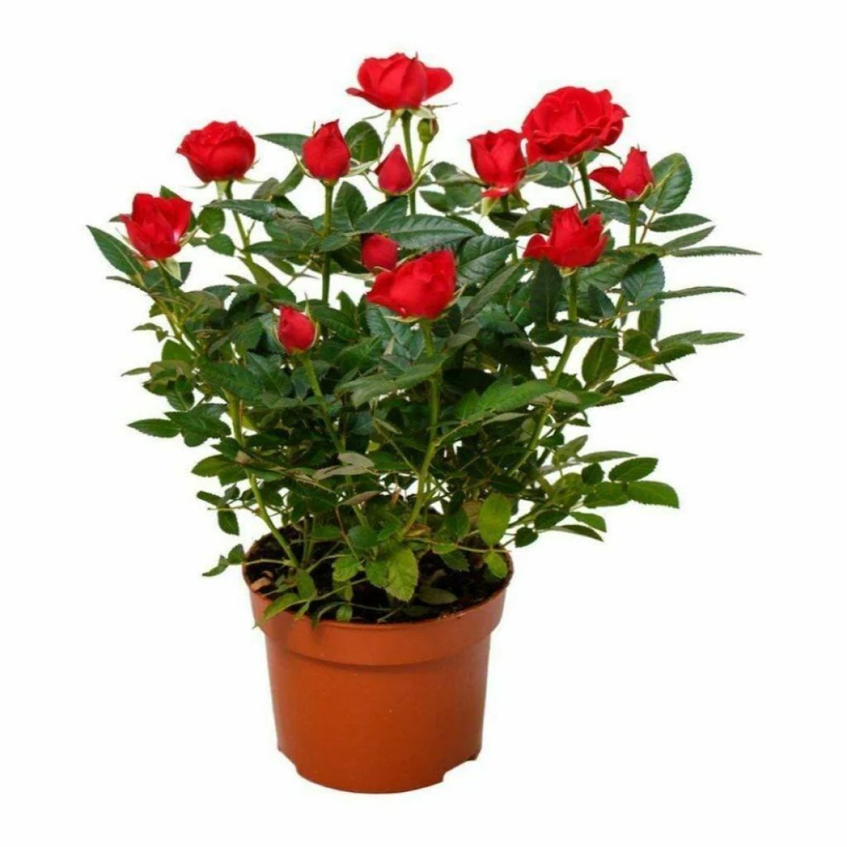 Flower plants