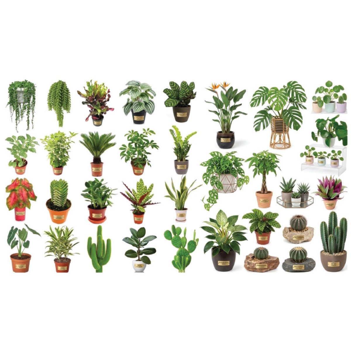Ornamental Plants