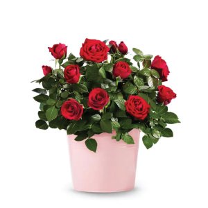 Flower plants