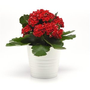 Indoor Red Flower Plant