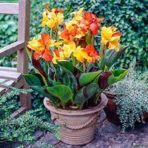 Canna Lily