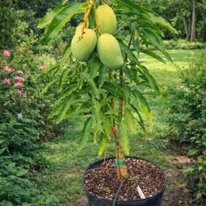 Mango Tree