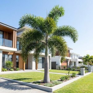 Foxtail Palm Tree