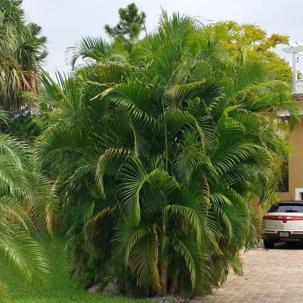 Areca Palm