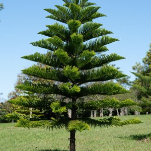 🌲 Araucaria Tree